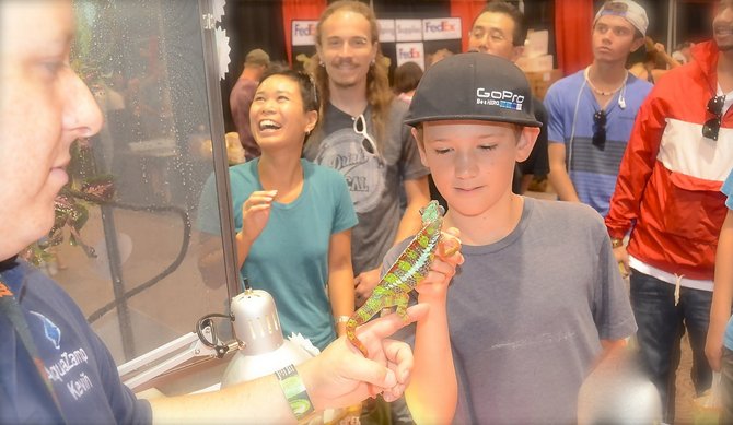 Joey Falcone, 11,  meets a chameleon. Photo Weatherston.