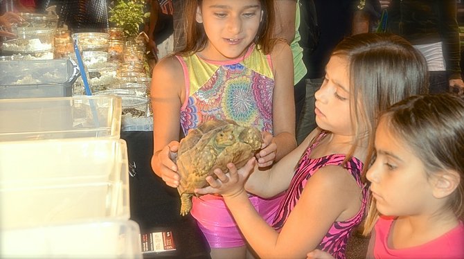 Kalista, 8, Zelena, 7, and Tessa, 5, meet a tortoise.  Photo Weatherston.