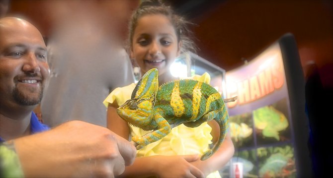 Perri Fragola, 7, meets a fabulous chameleon. Photo Weatherston.