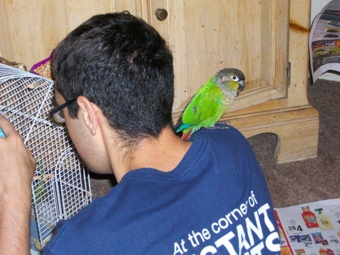 Sonny the conure enjoying my shoulder perch in Ocean Beach.