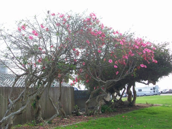 Hibiscus tree at North Ocean Beach parking lot.