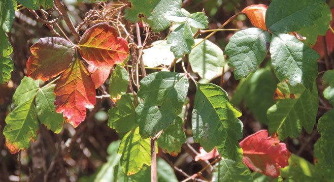 Beware of poison oak; it grows vigorously and can be beautiful when the leaves are mixed red and green.