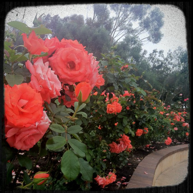 Rose Garden, Balboa Park