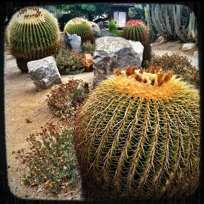 Cacti at the Desert Garden in Balboa Park