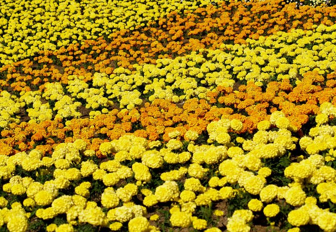 "Let the Sun Shine in" - Carlsbad Flower Fields