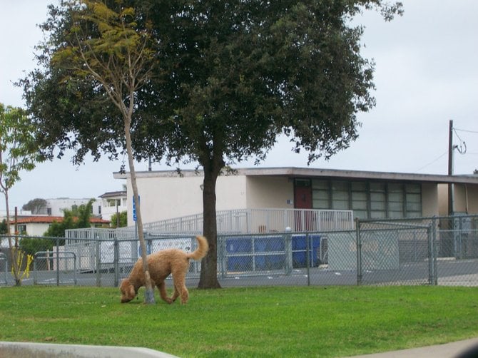 Big dog near Loma Portal Elementary School in Pt. Loma.