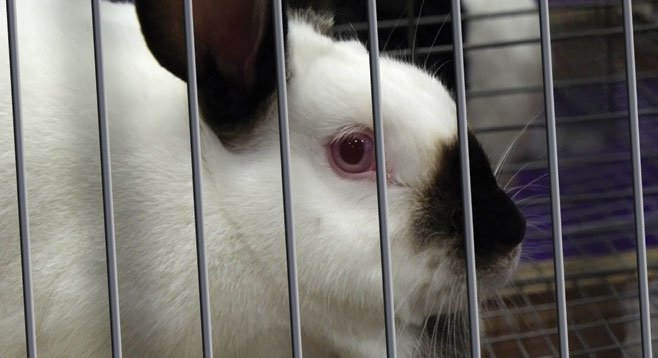 UCSD housed a rabbit without providing it with water.