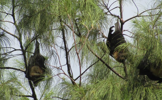 The indigenous fruit bat of the South Pacific, known locally as Flying Foxes.