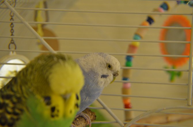 Bridget and Lavender hang out in their cage in San Diego.