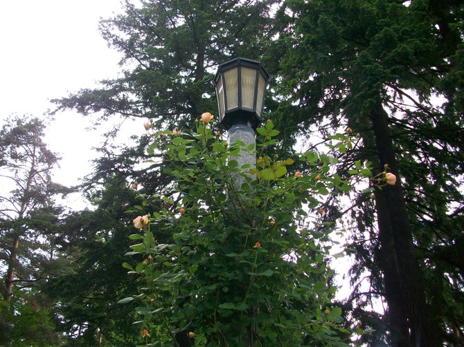 Roses surround a lamppost in Portland, Oregon.
