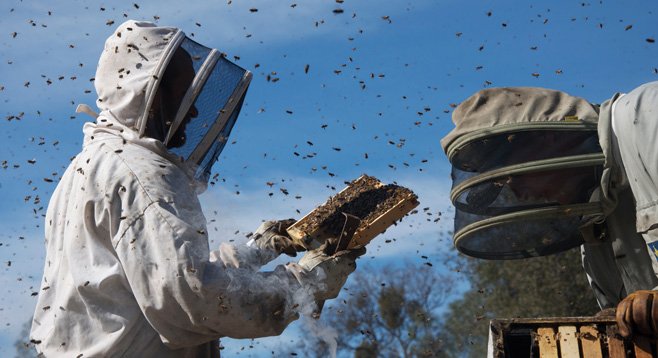 “More than Honey is the hive-collapse documentary that everyone is buzzing about!” 
— Hack Quotewhore, film critic