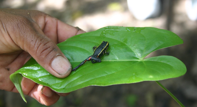 A poison dart frog in perpective, Peru jungle. 