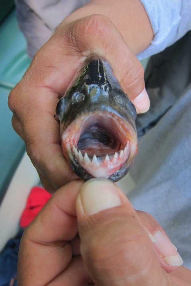 Jaws of a piranha: reason to not fall overboard. 