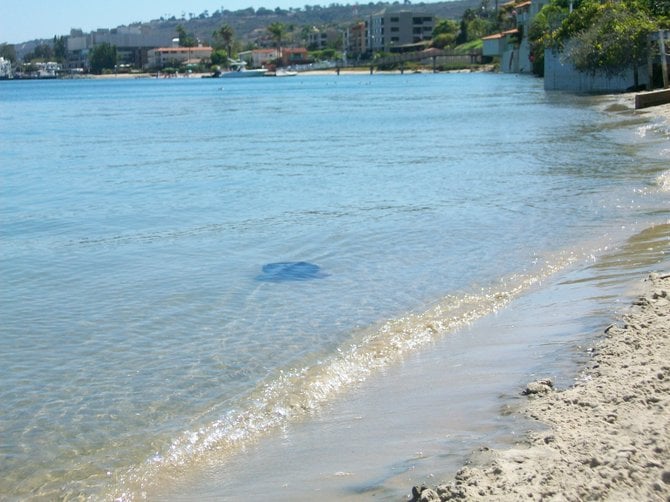 Black jellyfish lounging along San Diego Bay area beaches near Point Loma.