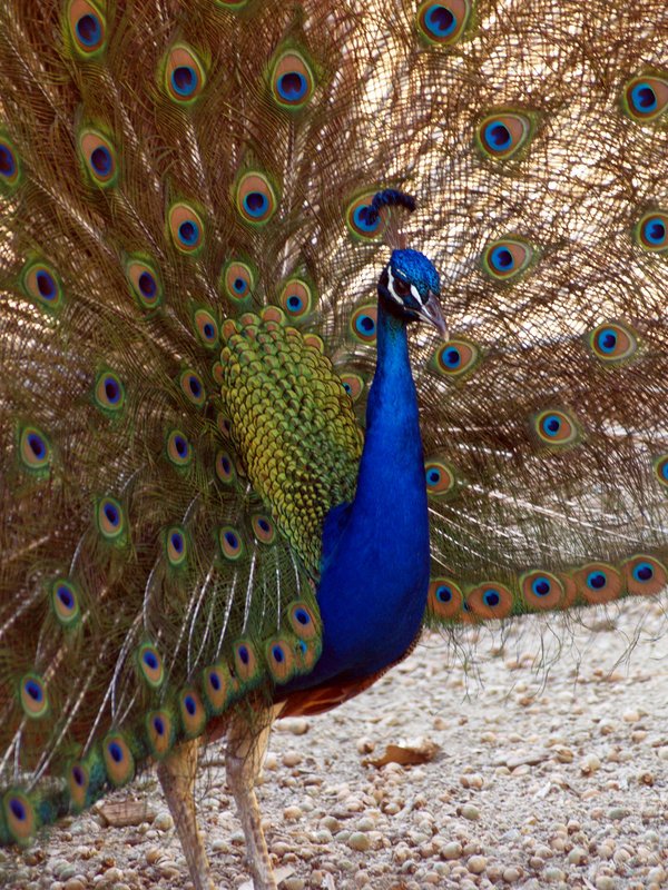 Peacock - Leo Carillo Ranch in Carlsbad, CA
