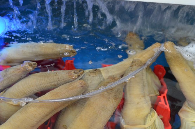 phallic seafood at Zion Market in Clairmont Mesa