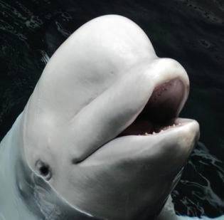 Beluga whale
