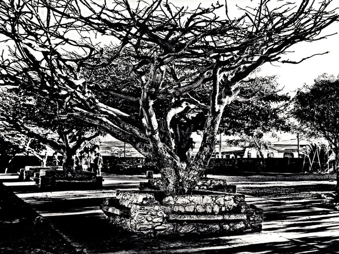 Neighborhood Photos
TIJUANA,BAJA CALIFORNIA
Old trees in Reforma Sports Unit in Otay,Tijuana/Arboles viejos en Unidad Deportiva Reforna en Otay,Tijuana.