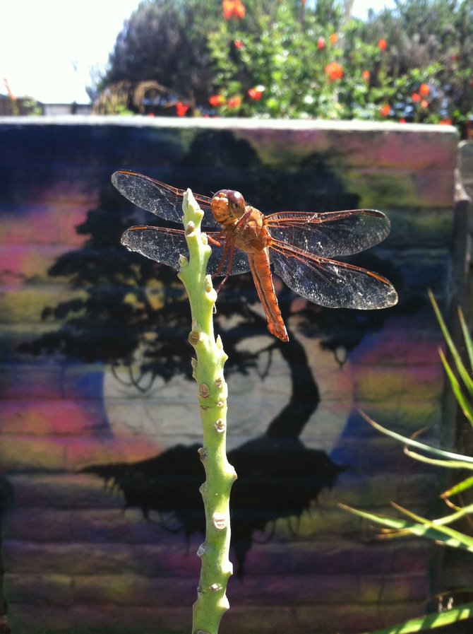 Orange Dragonfly in Chula Vista