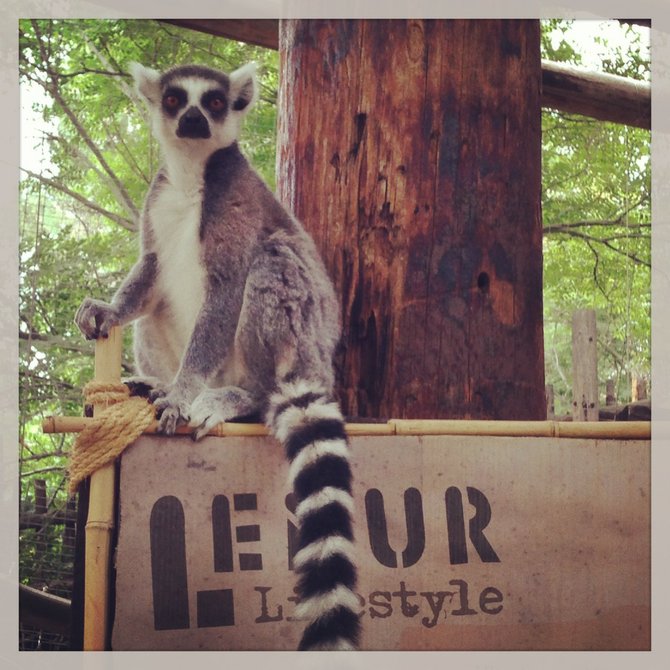 Lemur on a lemur sign