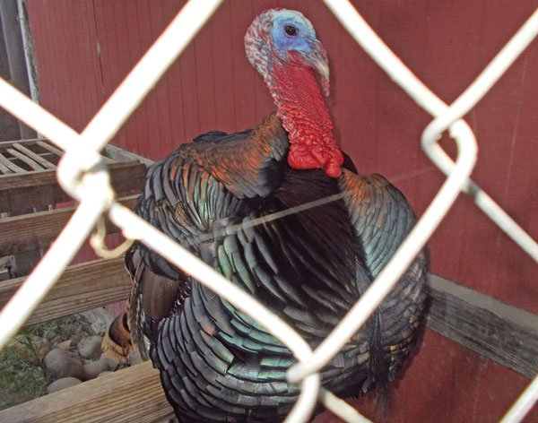 One of the turkeys at City Farmers Nursery.