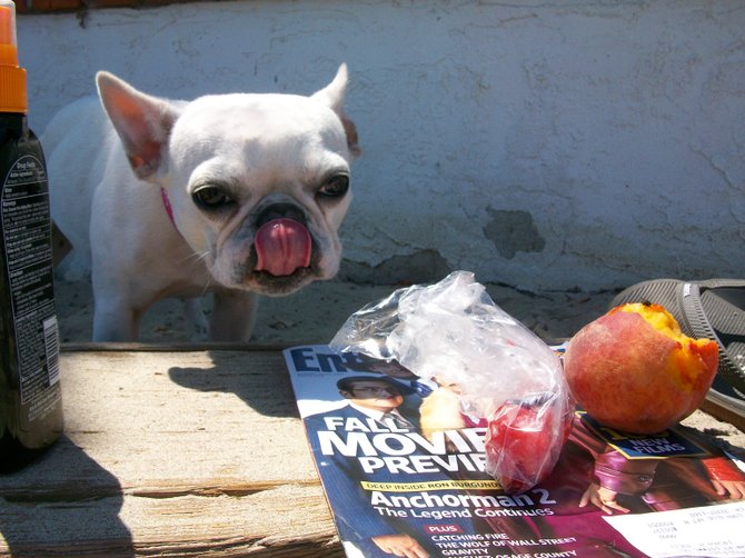 Hungry dog at Kellogg's Beach in Pt. Loma  eying a juicy peach.