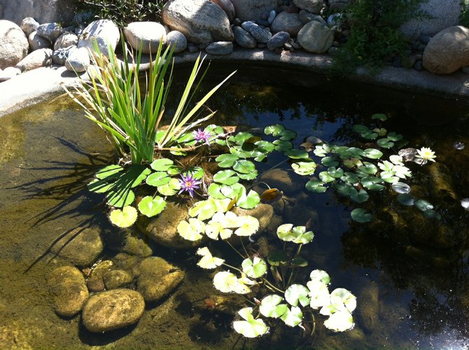 A quiet spot for reflection at the Water Conservation Garden.
