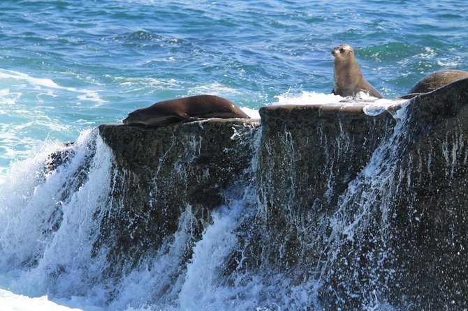Beautiful Harbor seals sunbathing at La Jolla Cove in La Jolla California.