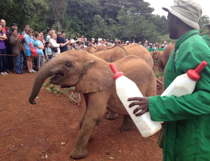 Bottles of formula for the orphaned elephants are jumbo-sized.