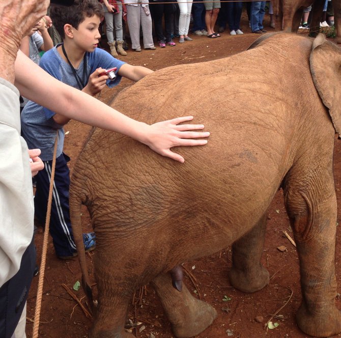 A visit to the Sheldrick Trust provides an opportunity to learn what elephant skin feels like.