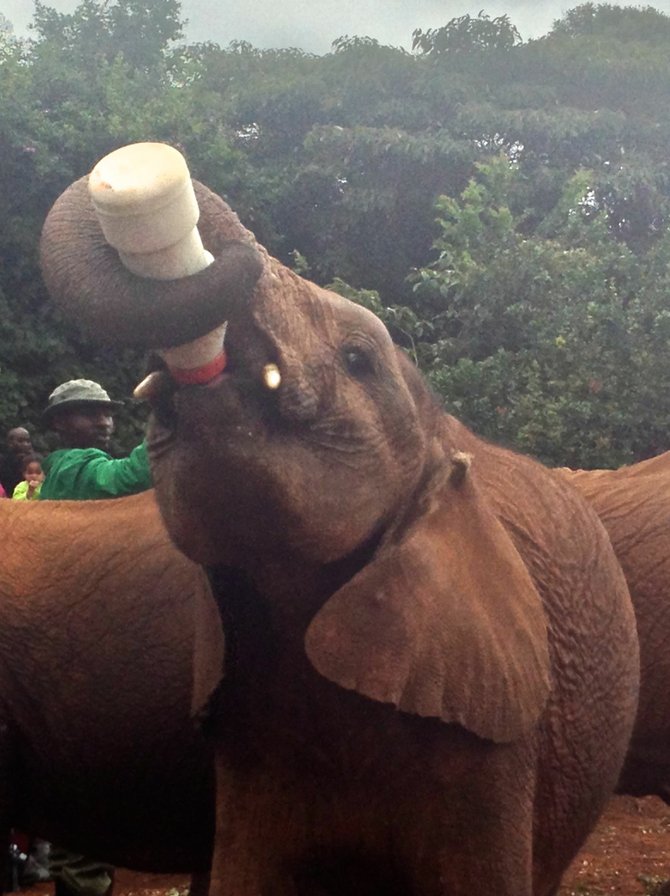 Older elephants feed themselves.