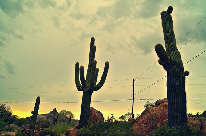 Seguaro cacti and the Arizona sunset 