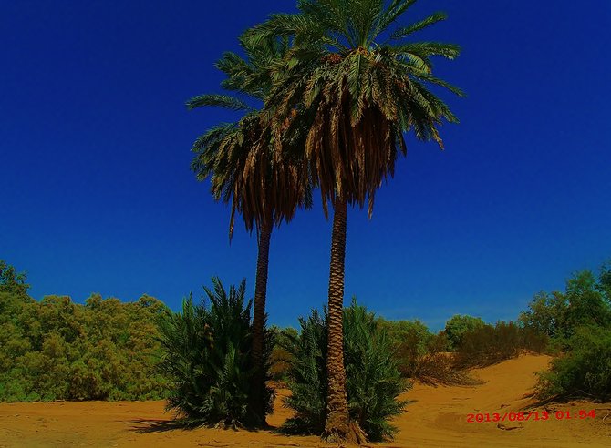 Oasis in the desert(Heber Sand Dunes)