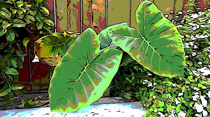 Plants in a garden on Polk Street in North Park. I used a visual effect in the camera plus a Photoshopped effect afterward to get this look.