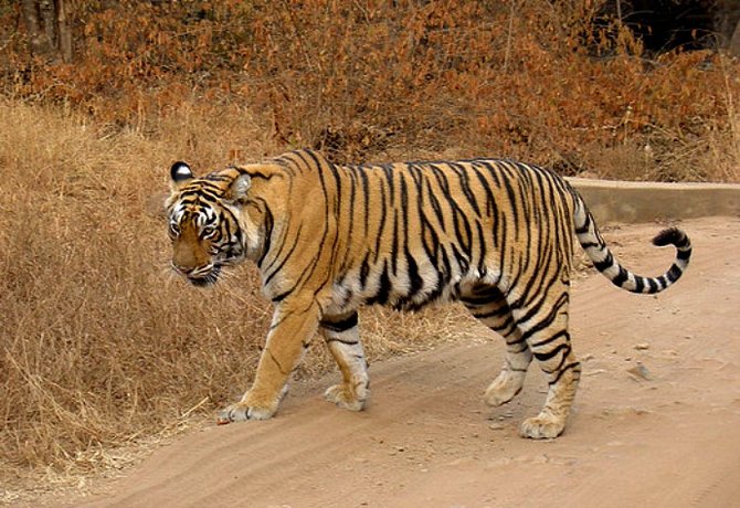 The elusive Bengal tiger crossing a path near our jeep