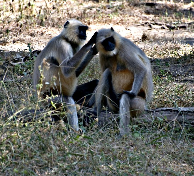Monkeys in the park waiting for a hand-out