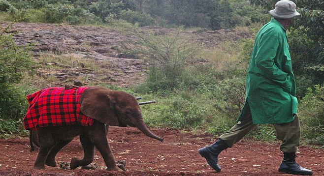 A common sight at Nairobi's Sheldrick Wildlife Trust.