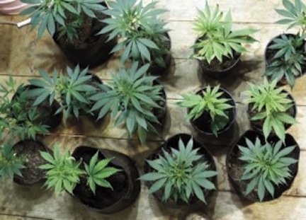 White's firm has represented medi-pot clients