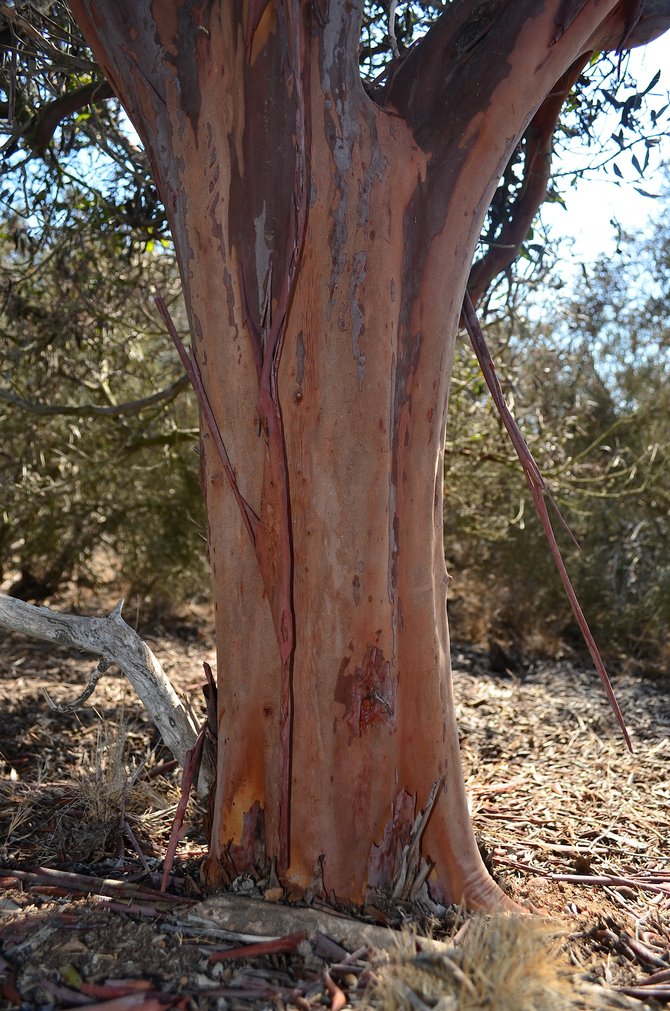 Old growth Mission Manzanita (Xylococcus bicolor) trunk, Camel Valley, San Diego, California 