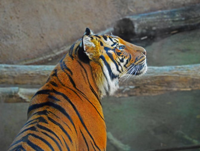 A beautiful tiger at the San Diego Zoo.