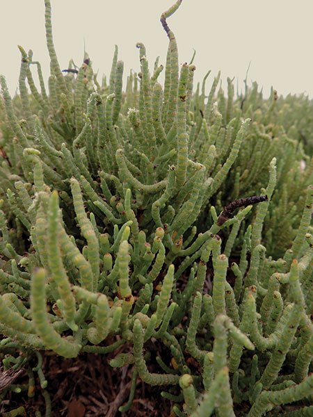 Pickleweed tolerates the high salt content of the marsh.