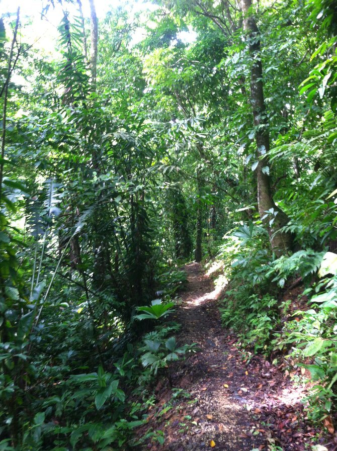 Jungle trail, Frog Beach. 