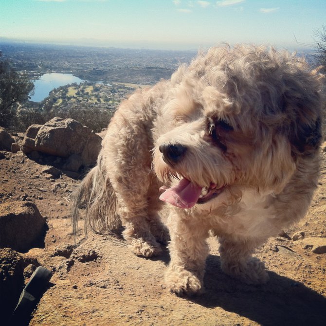 At the top of cowles mountain La mesa , ca. My big boy Chewbacca aka Chuey we love to get out and enjoy all the beauty and everything that San diego has to offer.    