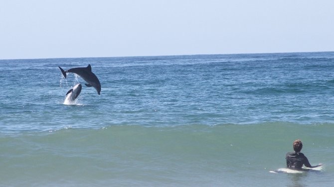 Dolphins play in Mission Beach