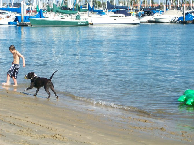 Loose pit bull running along San Diego Bay in Point Loma.