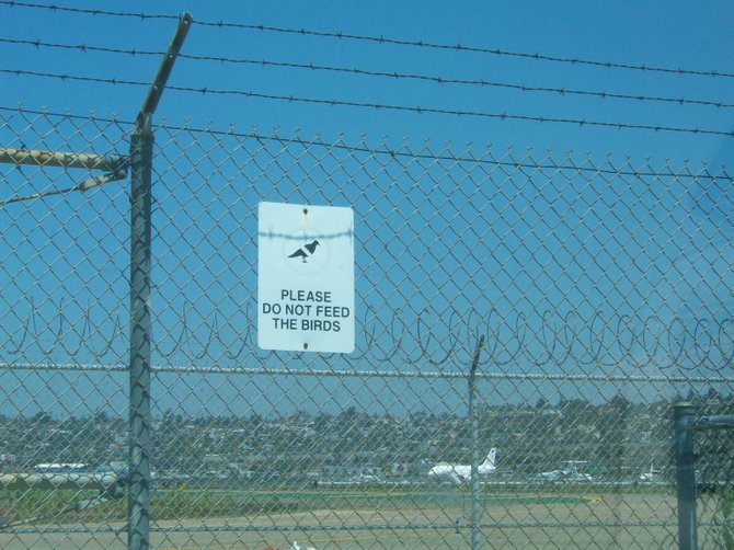 Please do not feed the birds near downtown's Lindbergh Field airport.