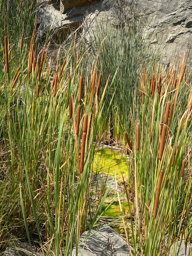 Willows, juncus, and pond moss are found along a small and almost stagnant stream.