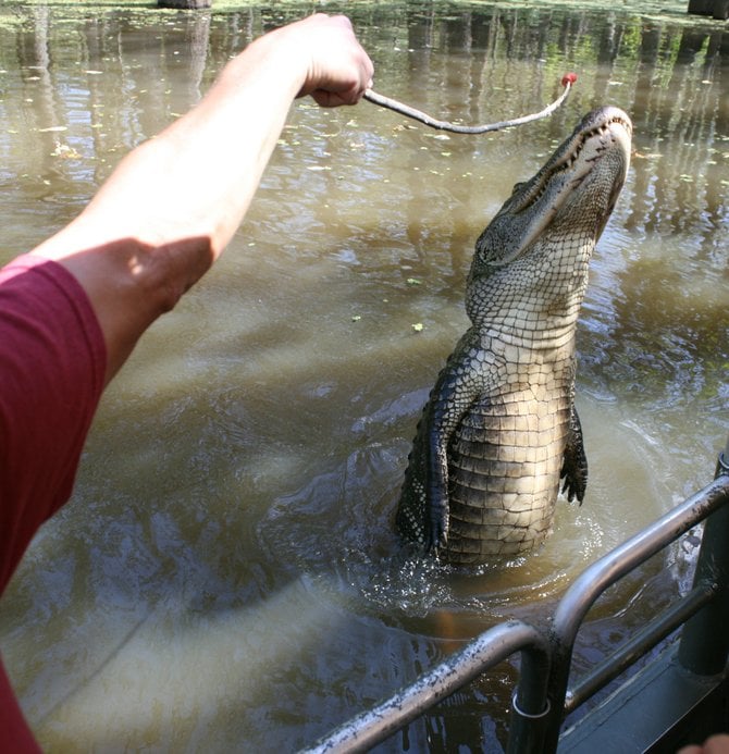 Gator jumping for a hot dog