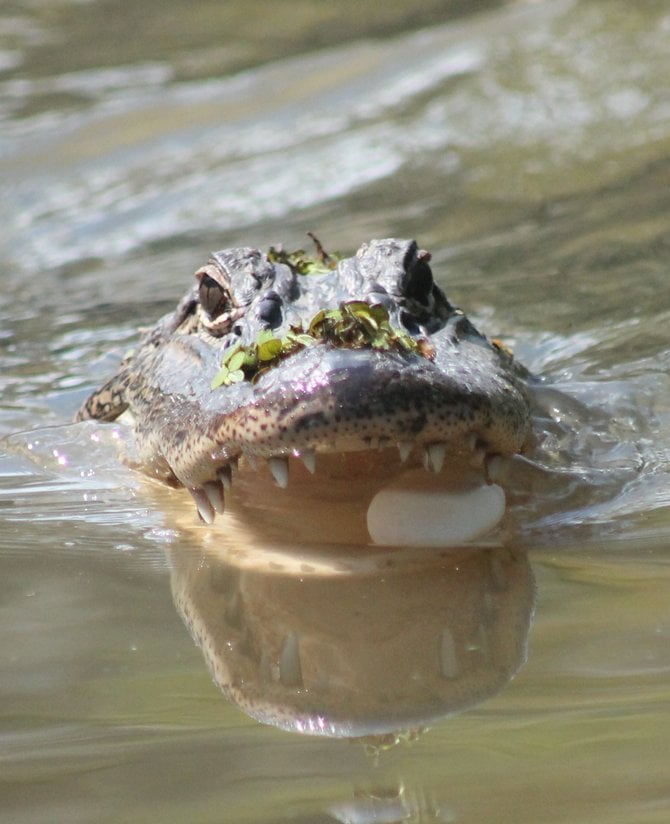 Gator with a marshmallow