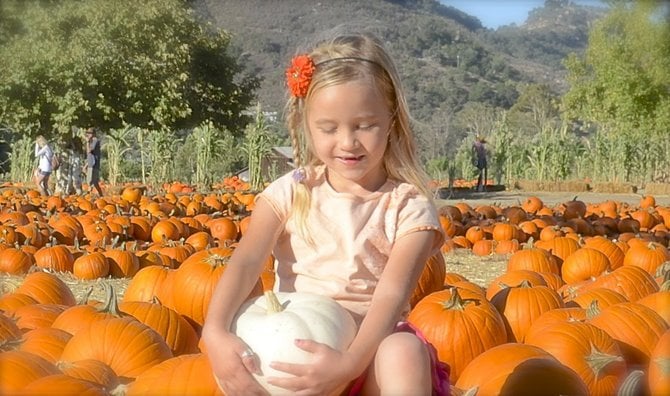 Lillee Rose, 6, chose a white pumpkin to bring home. Photo Weatherston.